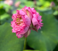 5 เมล็ด บัวนอก บัวนำเข้า บัวสายพันธุ์ Aubrie of Ten Mile Creek LOTUS สีชมพู สวยงาม ปลูกในสภาพอากาศประเทศไทยได้ ขยายพันธุ์ง่าย เมล็ดสด