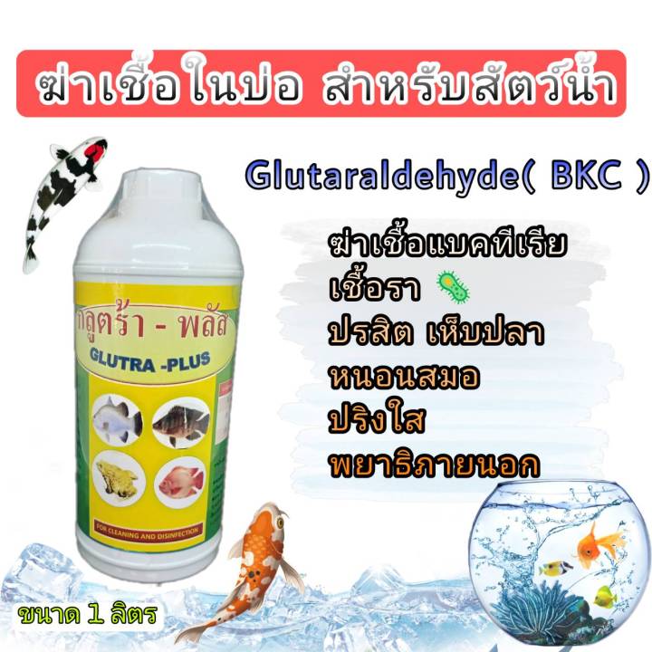 ฆ่าเชื้อโรค-กักโรคปลาใหม่-กำจัดปรสิต-ปลิงใส-พยาธิภายนอก-แผลจากปรสิต-กลูต้า-พลัส-1-ลิตร