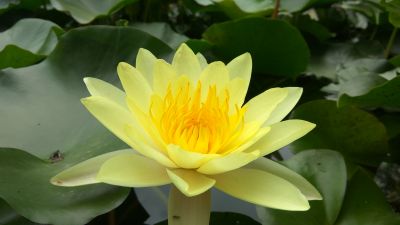 5 เมล็ด เมล็ดบัว ดอกสีเหลือง ดอกใหญ่ ของแท้ 100% เมล็ดพันธุ์บัวดอกบัว ปลูกบัว เม็ดบัว สวนบัว บัวอ่าง Lotus seed.