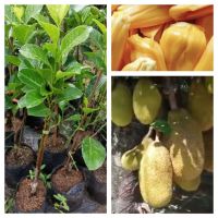 ขนุนเหรียญบาท(jackfruit coin baht)ขนาด40ซม.