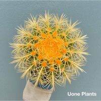 Pro +++ 15-17cm Long thorns หนามยาม เพชร แคคตัส พืชอวบน้ำถังทอง ขนาด cactus Echinocactus grusonii เอคิโนแคคตัสกรูซอนอิอาย ราคาดี พรรณ ไม้ น้ำ พรรณ ไม้ ทุก ชนิด พรรณ ไม้ น้ำ สวยงาม พรรณ ไม้ มงคล