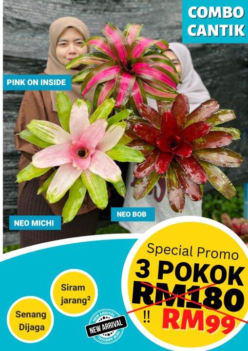 BROMELIAD MURAH SET COMBO CANTIK [SILA BACA TERMA DAN SYARAT SEBELUM ...