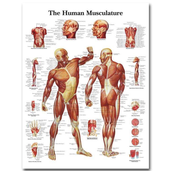 human-anatomy-muscles-system-art-poster-print-body-map-silk-wall-pictures-for-medical-education-home-decor-new