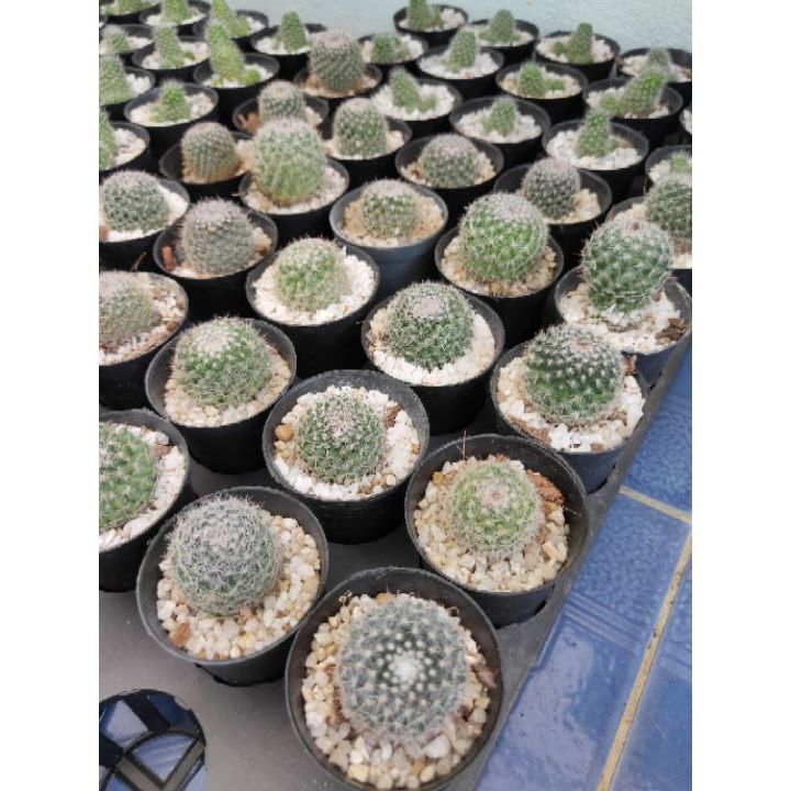 hot-แมมแม่เฒ่า-หรือแมมฮาเนียน่า-mammillaria-hahniana-small-size-ส่งด่วน-พรรณ-ไม้-น้ำ-พรรณ-ไม้-ทุก-ชนิด-พรรณ-ไม้-น้ำ-สวยงาม-พรรณ-ไม้-มงคล