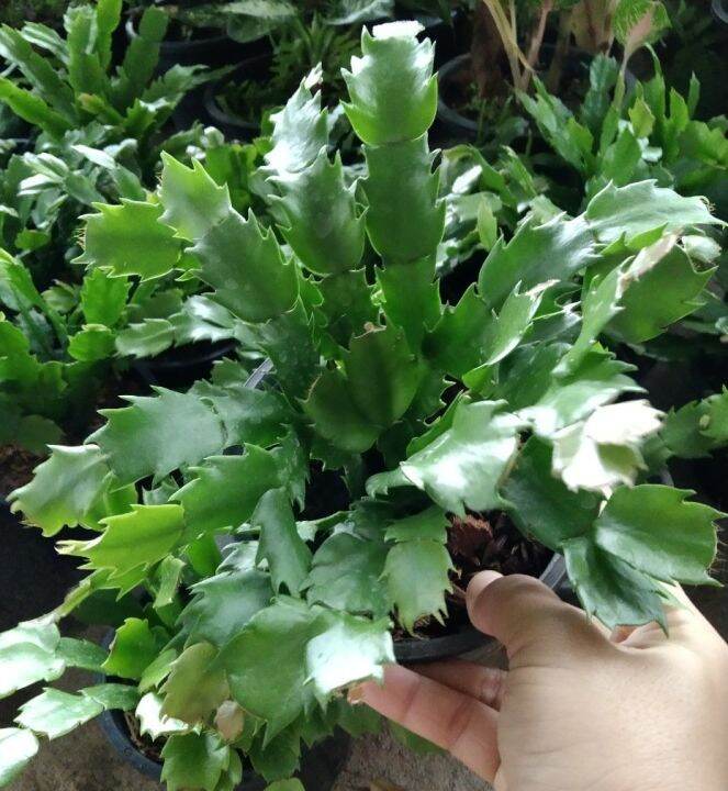 ต้นดอกโบตั๋นแคระหรือคริสมาสแคคตัส-christmas-cactus-จัดส่งแบบสุ่มดอกคละสี-ชมพู-แดง-ขาว-ส้ม-ม่วง-กระถาง5นิ้ว-ชอบแดดรำไร-เลี้ยงง่ายทนไม่ชอบน้ำ