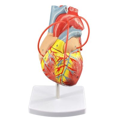 The human heart model natural human heart anatomy teaching medical heart bypass model