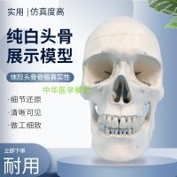 Simulation teaching adult skull skull bone model skull specimen art medical skull