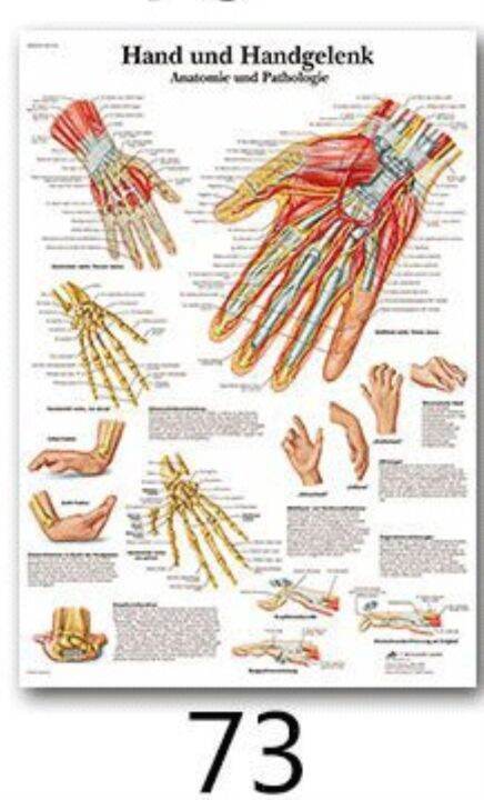 human-anatomy-muscles-system-art-poster-print-body-map-silk-wall-pictures-for-medical-education-home-decor-new