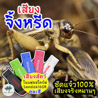 เสียงจิ้งหรีด เสียงต่อจิ้งหรีด เมม/แฟลชไดร์ฟเสียงต่อจิ้งหรีด มีเก็บเงินปลายทาง เสียงจริงชัดแจ๋ว 100% ไม่มีโฆษณาแทรก (MP3เสียงต่อสัตว์)