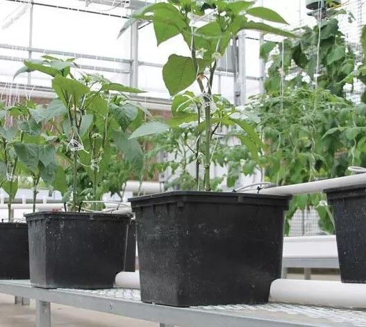grow-smart-dutch-bucket-bato-bucket-drip-irrigation-recirculating-hydroponic-system-bucket-ถังปลูกไฮโดรโปรนิกส์-ระบบน้ำวน-ถังปลูกกัญไฮโดร-ถังปลูกกัญ-ปลูกเมล่อน-ปลูกมะเขือ