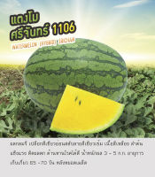 เมล็ดพันธุ์ แตงโม ศรีจันทร์ - Watermelon Srichan ตราดอกแตง เมล็ดพันธุ์คุณภาพ "เพื่อนเกษตรกร"