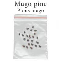 เมล็ดสน Pinus mugo 100 มิลลิกรัม Mugo pine สนแคระ สนมิวโก้ บอนไซ