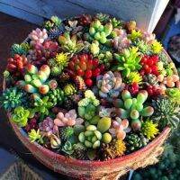 50 เมล็ดพันธุ์ เมล็ด ซักคิวเลนต์ หรือ ไม้อวบน้ำ กระบองเพชร Succulent seed. อัตราการงอกสูง 80-85%