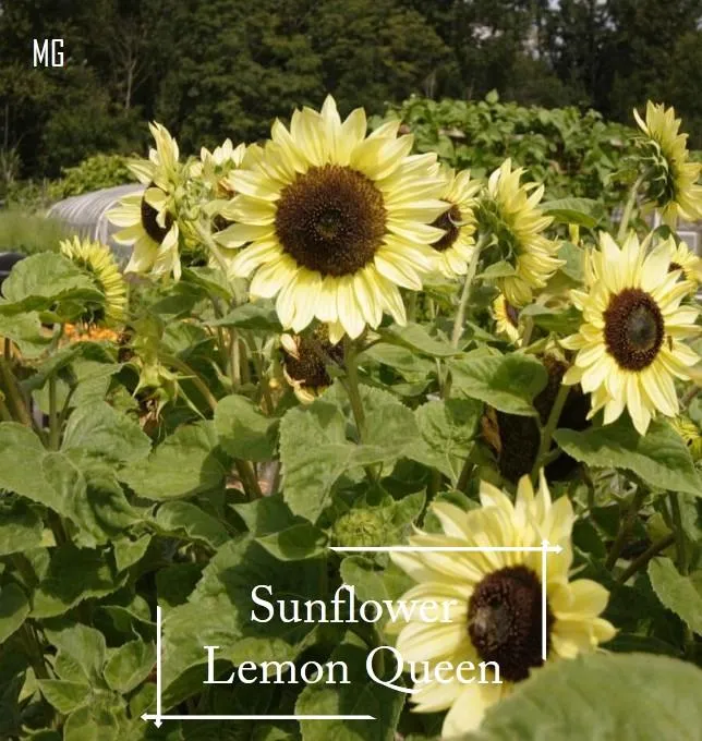 *Rare* Sunflower Lemon Queen seeds - 40 seed *Pot Friendly* Tanam Pasu ...