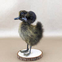 2 Headed Duck Taxidermy สีน้ำตาล Duckling Oddity Home Decor Surprise วันเกิด Gift