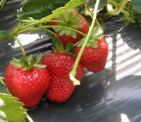 50 เมล็ด/ชุด เมล็ดพันธุ์ Strawberry สายพันธุ์ Selva