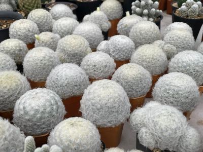 ขนนกขาว แมมมิลาเรีย หรือแมมขนนกขาว (Mammillaria plumosa) แคคตัส กระบองเพชร