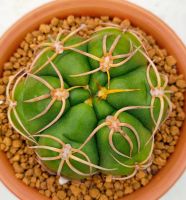 กระบองเพชร Gymnocalycium denudatum  Kaiomaru  ยิมโนหนามแมงมุม ไคโอมารุ