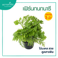 เฟรินกนกนารี กระถาง 3 นิ้ว ต้นไม้ฟอกอากาศ ต้นไม้ในร่ม ต้นไม้มงคล ต้นไม้ plant