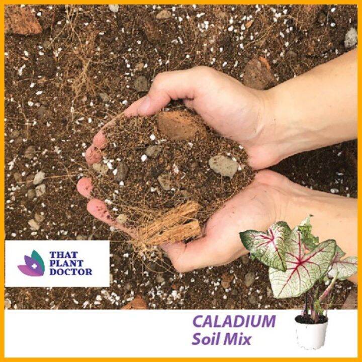 Caladium Soil Mix (4l / 18kg) Lazada