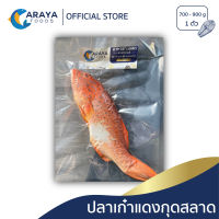 อารยา ฟู้ดส์ ปลาเก๋าแดงกุดสลาด ตัวละ 700-900g สด ใหม่ จากปราณบุรี