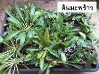 ต้นมะพร้าวทะเลทราย มะพร้าวทะเลทราย ดอร์ส มะพร้าว ดอส ดอสทีเนีย Dorstenia กระบองเพชร ใบยาว ใบกลม ใบด่าง ใบเงิน ฮอวูด Horwoodii