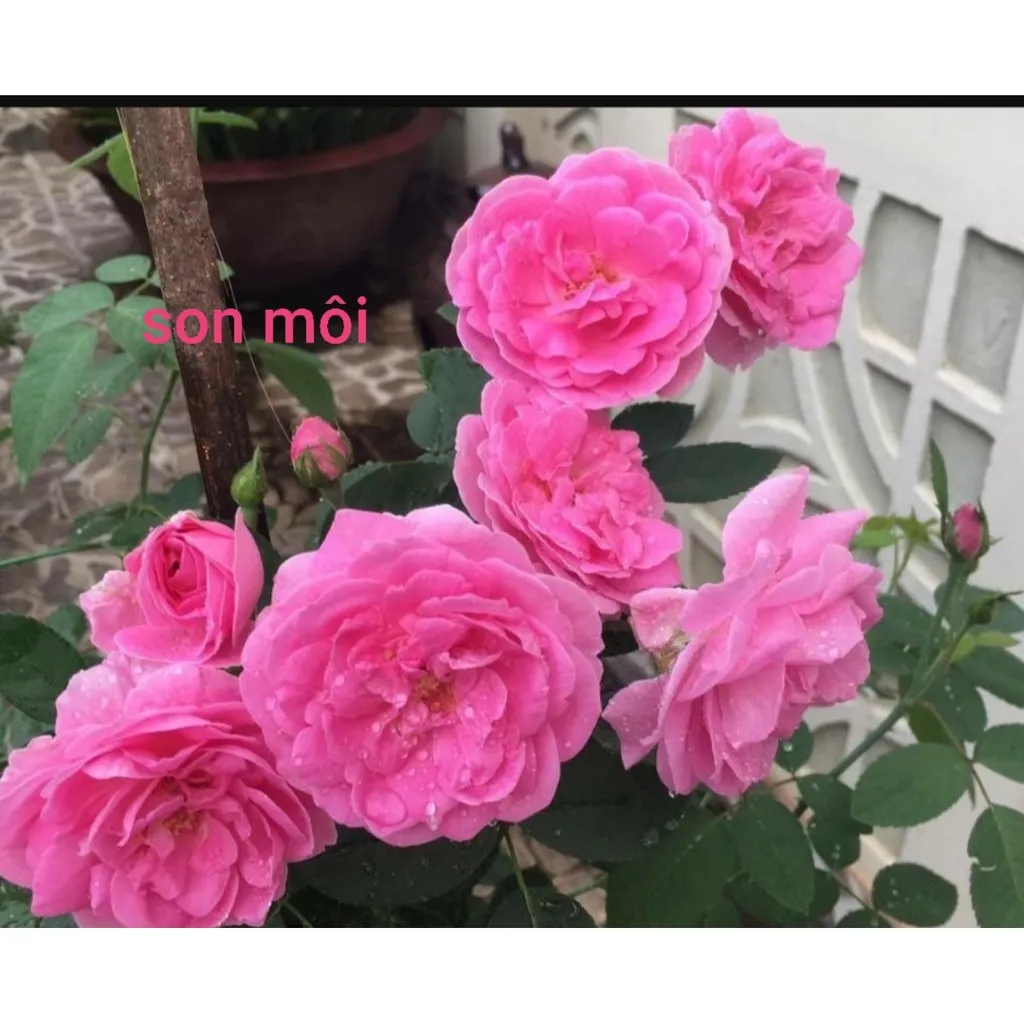 Cành Chiết Hồng Cổ Son Môi (Giống Hoa Hồng) | Lazada.Vn