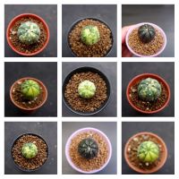 โปรแรง กระบองเพชร​ แคคตัส​ แ​อ​สโตร​ด่าง​ astrophytum​ ด่าง​ มีเก็บเงินปลายทาง​ เก็บเงินปลายทาง