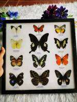 ของแต่งบ้านสวยๆ เซ็ตผีเสื้อสตาฟ 12 ตัว ให้สะสม เป็นของขวัญ ของแต่งบ้าน Mix12 Butterfly Insect Taxidermy Entomology Frame Display Home Decor