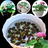 20pcs/bag Lotus Water Lily Bonsai Seed Garden Hobbies Multiple Colour Flower Seeds Vegetable Live Plants Air Plant Seed Benih Pokok