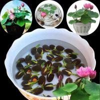 20ชิ้น/แพ็ค Multicolor Lotus Water Lily Bonsai Seed บัวแคระญี่ปุ่น เมล็ดดอกไม้สวย ต้นไม้มงคลจิ๋ว ไม้ประดับ บอนไซแคระ บอนสี ไม้ดอกไม้ประดับ ดอกบัวน้ำ บัวน