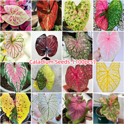 เก็บเงินปลายทาง COD 100 แคปซูลต่อแพ็ค Keladi Caladium Thailand Caladium Seeds เมล็ดพันธุ์ ต้นไม้ประดับ เมล็ดดอกไม้ ต้นไม้ ไม้ประดับ เมล็ด ไม้ดอก พันธุ์ไม้ดอก ต้นดอกไม้ ต้นไม้หายาก ต้น บอนสี เมล็ดบอนสี บอนสีสวยๆ เมล็ดพันธุ์ดอกไม้ อัตราการงอกสูง เมล็ดพันธุ์