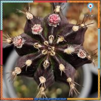 Gymno Black widow(แม่หม้ายดำ) กราฟ สินค้ามีจำนวนจำกัด