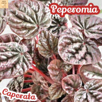 [เปปเปอร์ หน้าย่น แดง] Peperomia Caperata ส่งพร้อมกระถาง ไม้ใบ ไม้ดอก ไม้ประดับ ไม้ด่าง ไม้สวยๆ ใบใหญ่ ไม้ฟอกอากาศ ไม้เลี้ยงในร่ม ไม้ร่ม ใบด่าง