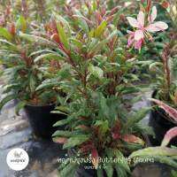 หญ้าฟรุ้งฟริ้ง ( Butterfly Gaura ) ไม้แดด เลี้ยงง่าย โตเร็ว ดอกน่ารัก กระถาง 5 นิ้ว