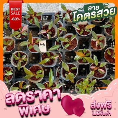 ( PRO+++ ) โปรแน่น.. ฟิโลเดนดรอนพิงค์ปริ๊นเซส (philodendron pink princess) ราคาสุดคุ้ม พรรณ ไม้ น้ำ พรรณ ไม้ ทุก ชนิด พรรณ ไม้ น้ำ สวยงาม พรรณ ไม้ มงคล