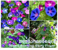 เมล็ดพันธุ์ มอร์นิ่งกลอรี คละสี (Mixed Morning Glory Flower Seed) บรรจุ 50 เมล็ด เมล็ดคุณภาพดี ราคาถูก ของแท้ 100%