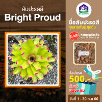 สับปะรดสี Bright Proud แถมกาบมะพร้าว2ลิตร ขนาดกระถาง 6นิ้วพร้อมปลูก ต้นใหญ่พร้อมจัดสวน จัดส่งแบบถอดกระถาง