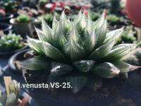 H.venusta VS-25 รหัส A114