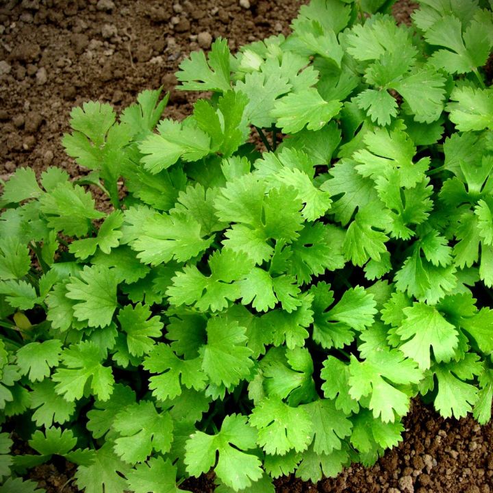 CORIANDER herbs seeds gardening，Easy to grow in Philippines | Lazada PH