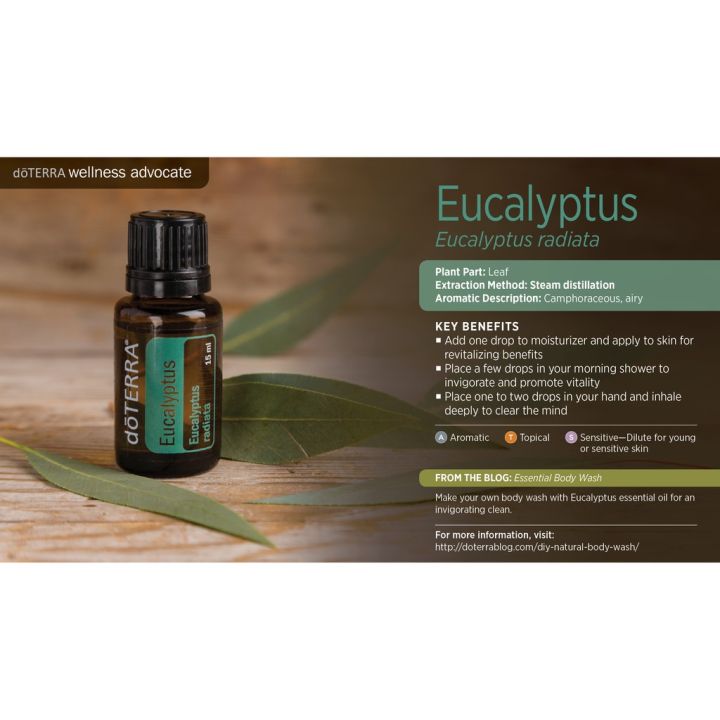 น้ำมันหอมระเหยยูคาลิปตัส-eucalyptus-essential-oil-doterrฆ่าเชื้อไวรัส-น่ำมันหอมระเหย-น้ำมันยูคาลิปตัส-กลิ่นหอม