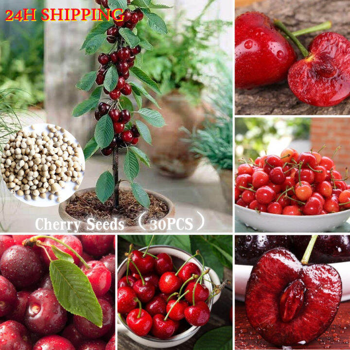 100 Original 30pcs Cherry Seeds Fruits Seeds for Planting Rare Bonsai