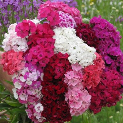 ดอกสวีทวิลเลี่ยมคละสี บรรจุซอง150เมล็ด ของแท้100%   - Mixed Sweet William Dianthus Flower