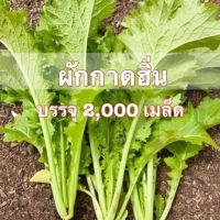 ผักกาด เขียวน้อย ผักกาดหิ่น ผักวาซาบิ (Mustrad Green)​ 2,000 เมล็ด