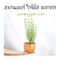 Treeno.9 T497 ลาเวนเดอร์ ไวริดิส ดอกขาว  Lavender Viridis White ถุง  6 นิ้ว  สมุนไพรกลิ่นหอม ออกดอกสีขาวสวยงาม สูง 40-50 cm.