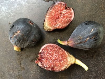 10 เมล็ด เมล็ดมะเดื่อฝรั่ง Figs สายพันธุ์ Violet de Bordeaux (วีดีบี) ของแท้ 100% มะเดื่อฝรั่ง หรือ ลูกฟิก (Fig) อัตรางอก 70-80% Figs seeds มีคู่มือวิธีปลูก