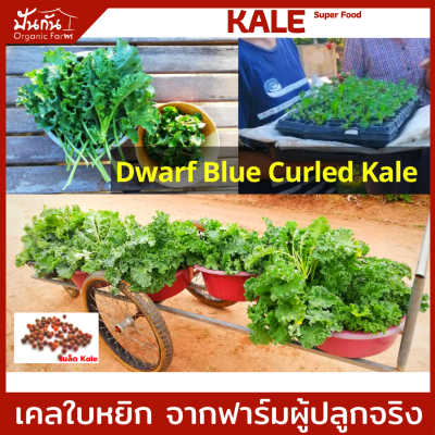 เมล็ดพันธุ์ ผักเคล, Kale 70เมล็ด [Curly Leaf Kale], ปลูกผัก ผักสวนครัว Organic ทานเองไม่ยากเลย เมล็ดพันธุ์ผัก เพาะง่าย งอกดี คุณภาพสูง [Super Food] เคล อินทรีย์ เป็นเมล็ดพันธุ์ที่ฟาร์มของเราใช้จริง ปลูกจริง [เมล็ดคัดสรรคุณภาพจาก ปันกันออร์แกนิคฟาร์ม]