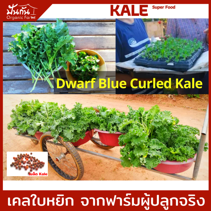 เมล็ดพันธุ์-ผักเคล-kale-70เมล็ด-curly-leaf-kale-ปลูกผัก-ผักสวนครัว-organic-ทานเองไม่ยากเลย-เมล็ดพันธุ์ผัก-เพาะง่าย-งอกดี-คุณภาพสูง-super-food-เคล-อินทรีย์-เป็นเมล็ดพันธุ์ที่ฟาร์มของเราใช้จริง-ปลูกจริง