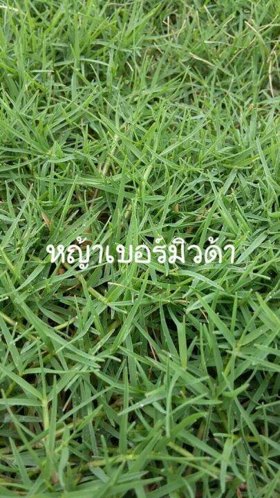 เมล็ดพันธ์ุหญ้าเบอร์มิวด้า-3-กรัม-หญ้าสนามกอล์ฟ-และ-หญ้าสวน-bermuda-grass-seed