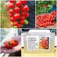 เมล็ดพันธุ์ มะเขือเทศเชอรี่ผลใหญ่ (Large Red Cherry Tomato Seed) 50 เมล็ด คุณภาพดี ราคาถูก ของแท้